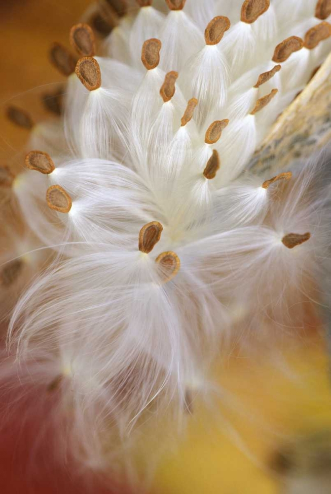 USA, Pennsylvania, Milkweed opening in fall art print by Nancy Rotenberg for $57.95 CAD