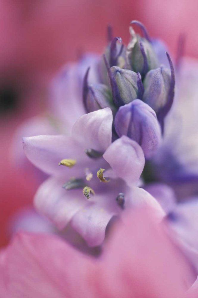USA, Pennsylvania, Hyacinth close-up art print by Nancy Rotenberg for $57.95 CAD