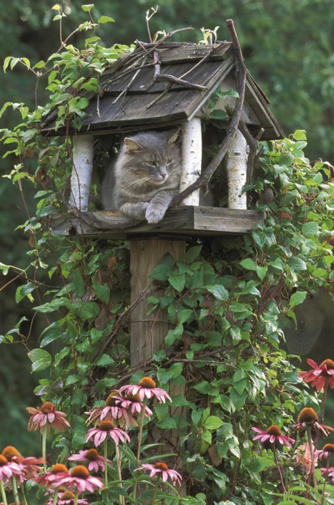 PA, Cat in birdfeeder amid flowers art print by Nancy Rotenberg for $57.95 CAD