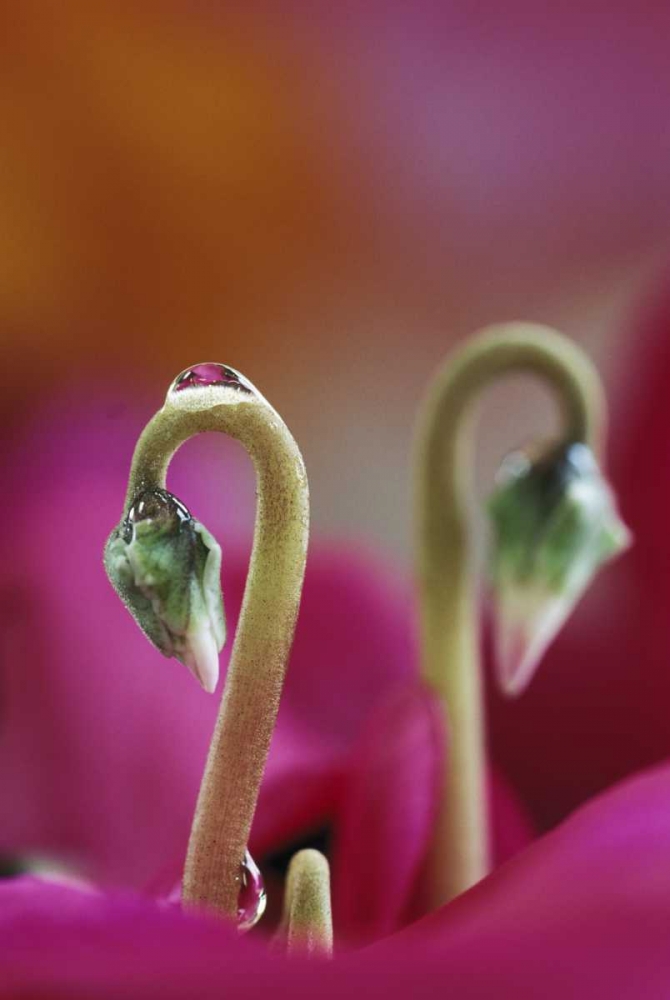 USA, Pennsylvania Cyclamen with water drop art print by Nancy Rotenberg for $57.95 CAD