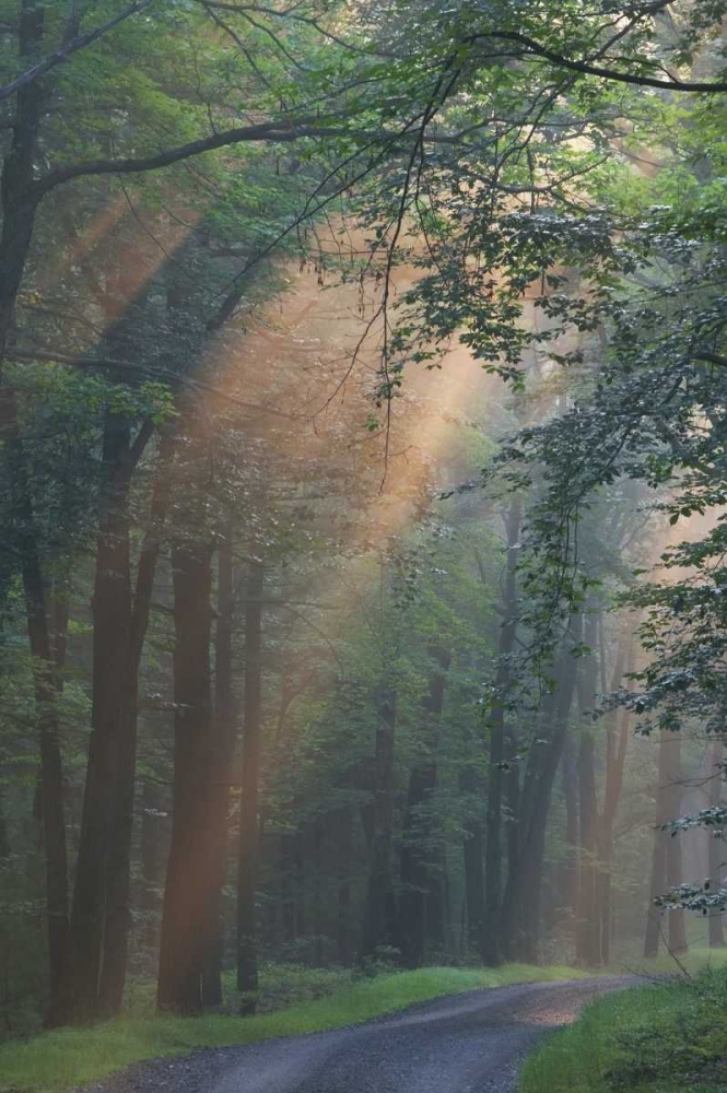 PA, Light rays streaming through a forest art print by Ellen Anon for $57.95 CAD
