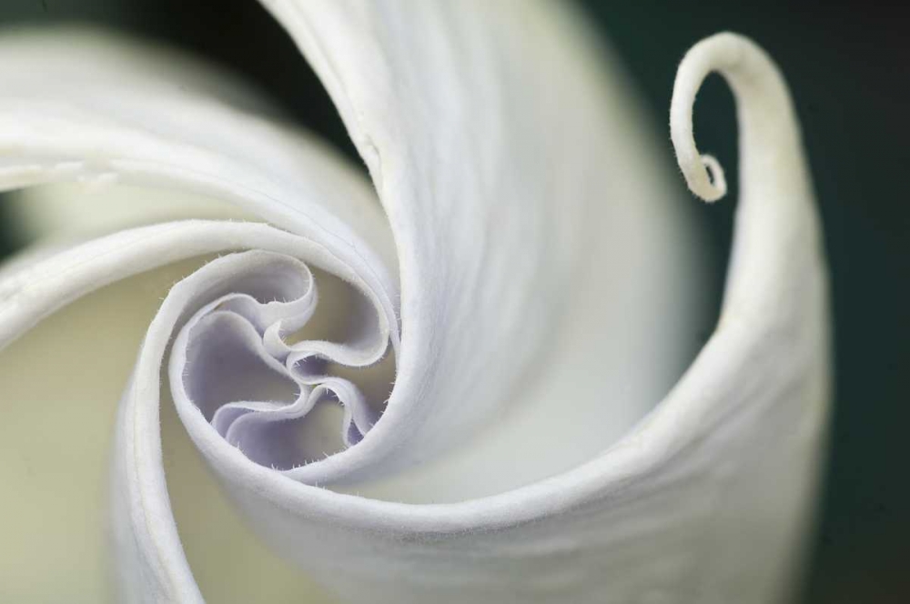 USA, Pennsylvania Datura flower close-up art print by Nancy Rotenberg for $57.95 CAD