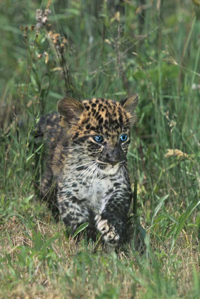 PA, African leopard cub walking in tall grass art print by Dave Welling for $57.95 CAD