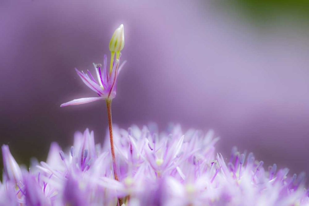 USA, Pennsylvania Close-up of alium flowers art print by Nancy Rotenberg for $57.95 CAD