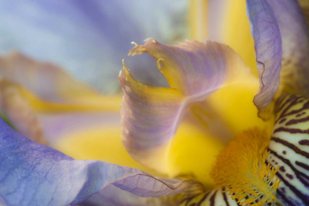 USA, Pennsylvania Macro of iris flower interior art print by Nancy Rotenberg for $57.95 CAD