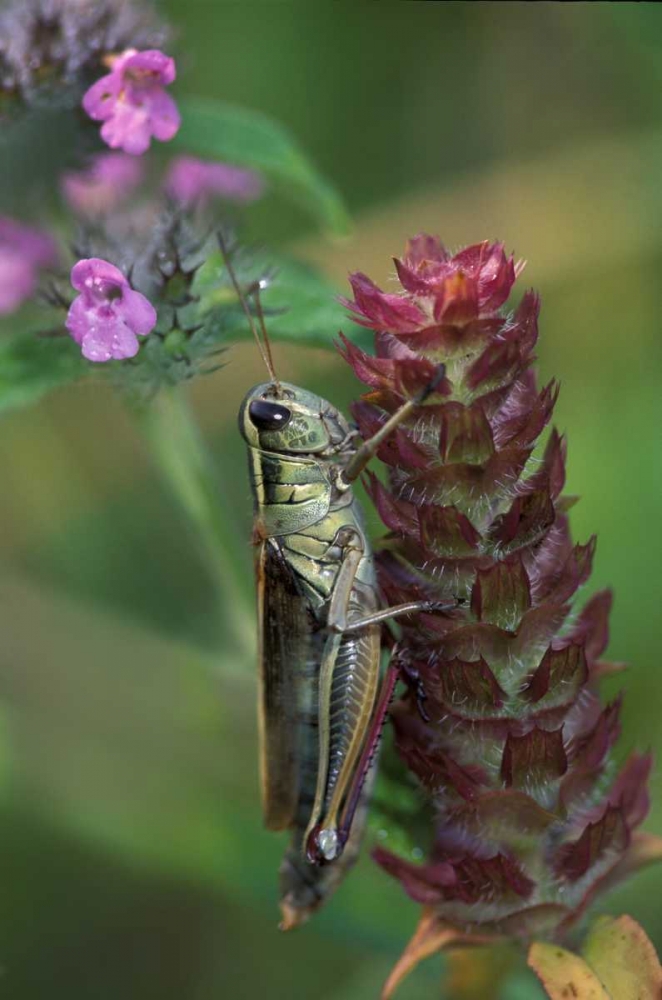 Pennsylvania Close-up of grasshopper on plant art print by Nancy Rotenberg for $57.95 CAD