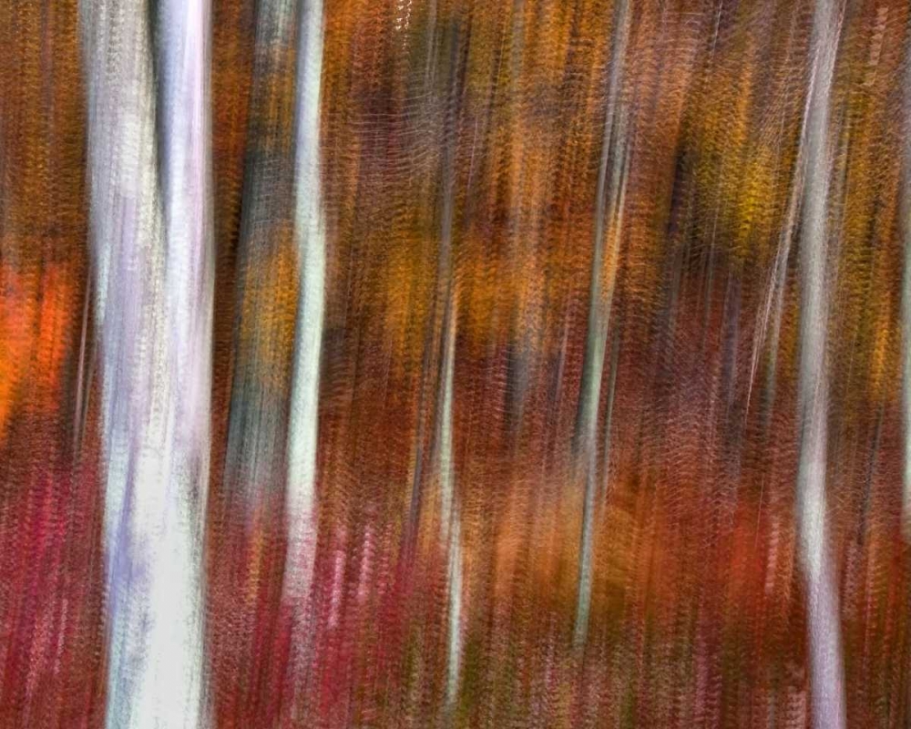 PA, Delaware Water Gap NRA Abstract of trees art print by Jay OBrien for $57.95 CAD