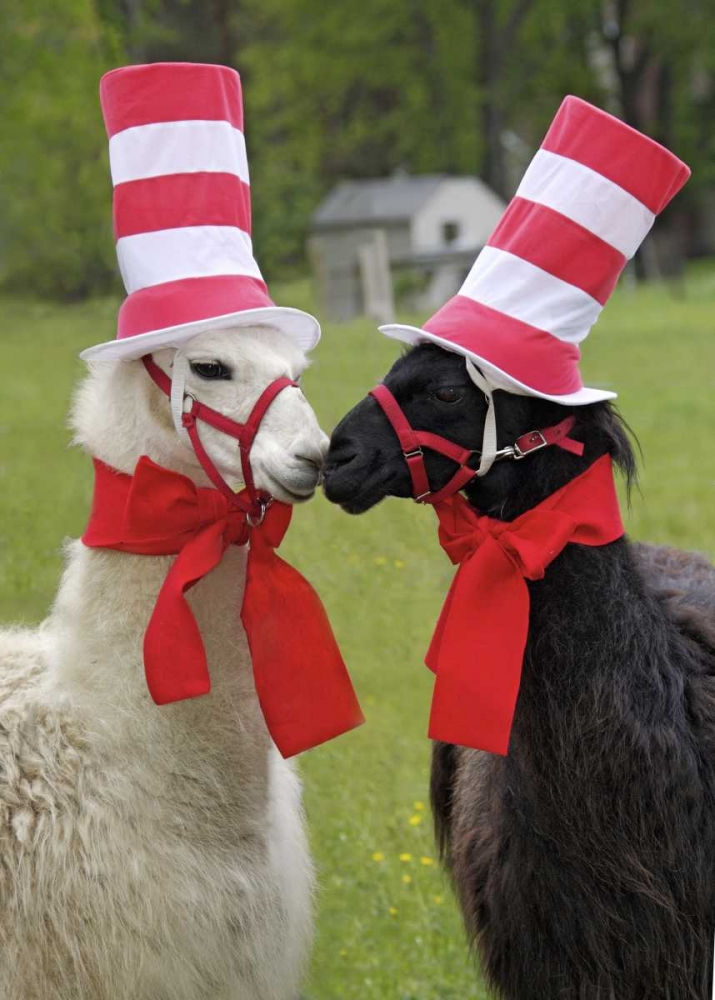 Pennsylvania, Erie Two llamas dressed humorously art print by Ellen Anon for $57.95 CAD