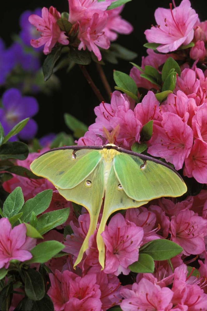 USA, Pennsylvania Luna moth on pink clematis art print by Nancy Rotenberg for $57.95 CAD