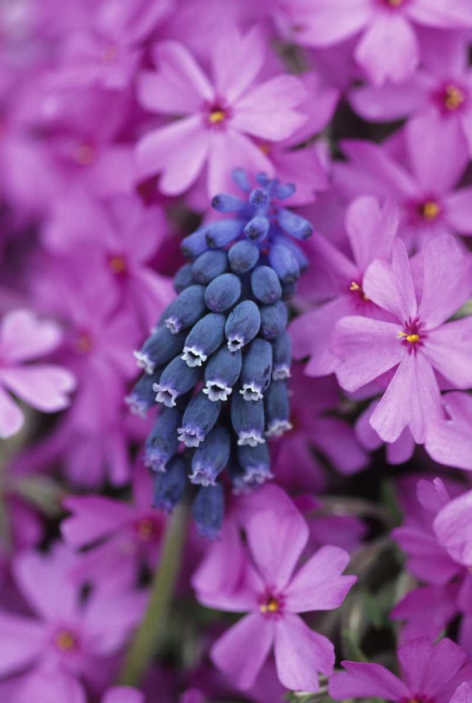 PA, Grape hyacinth and phlox flowers in garden art print by Nancy Rotenberg for $57.95 CAD