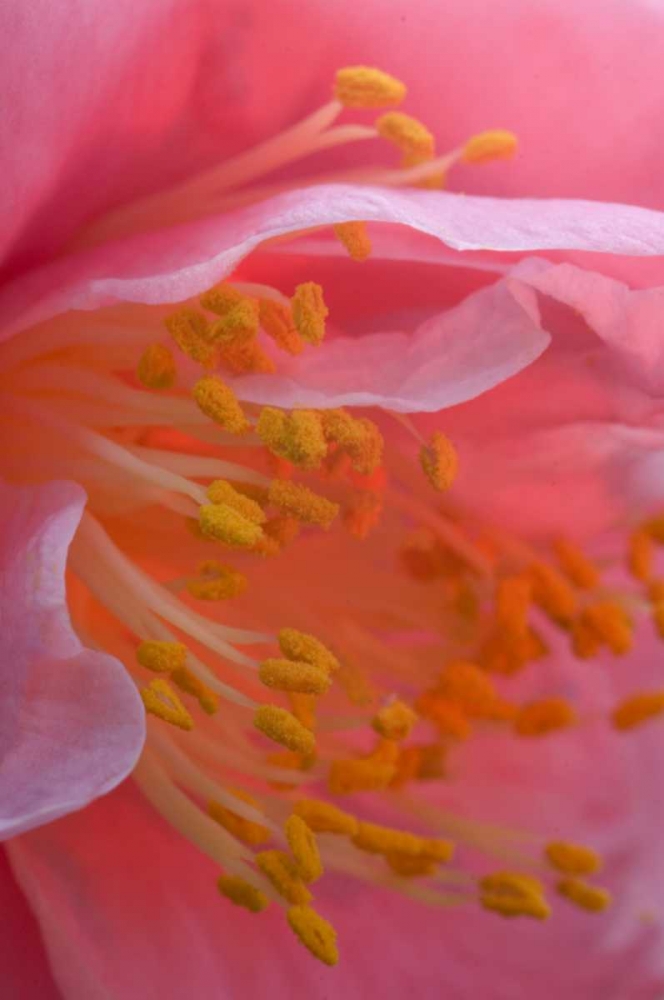 USA, Pennsylvania Camellia blossom close-up art print by Nancy Rotenberg for $57.95 CAD
