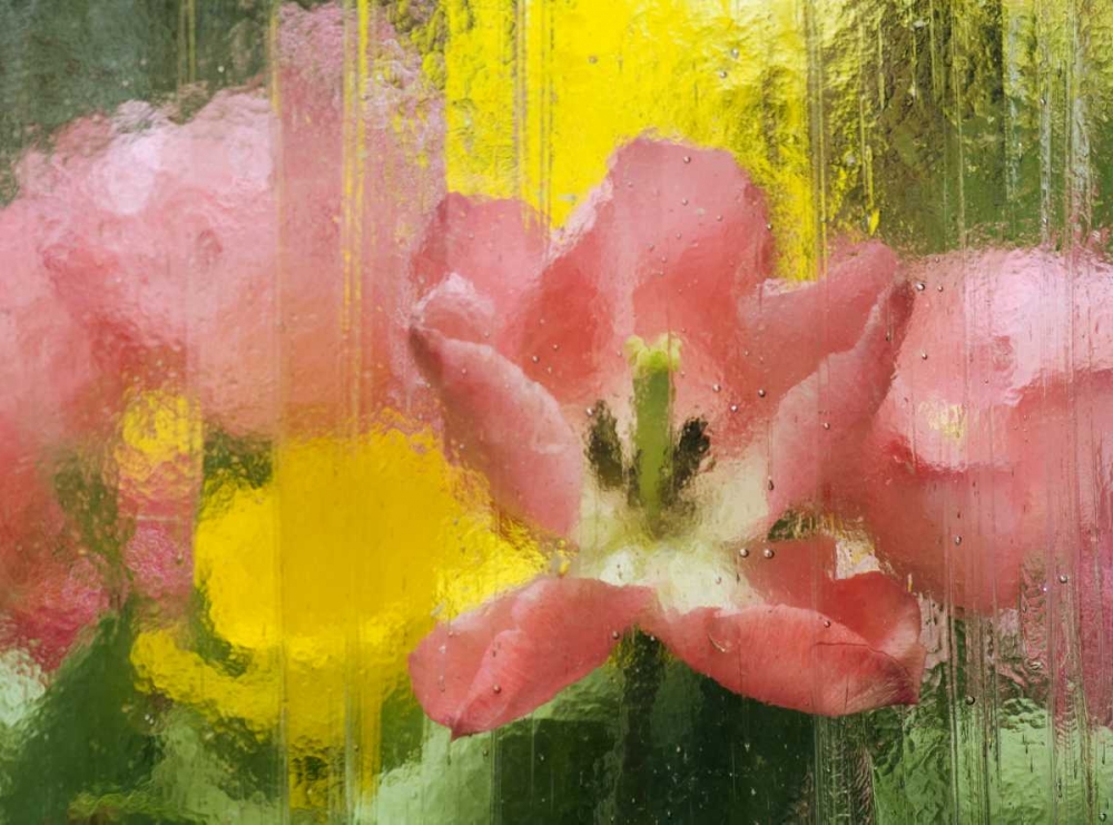 PA, Abstract tulip impression through glass art print by Nancy Rotenberg for $57.95 CAD