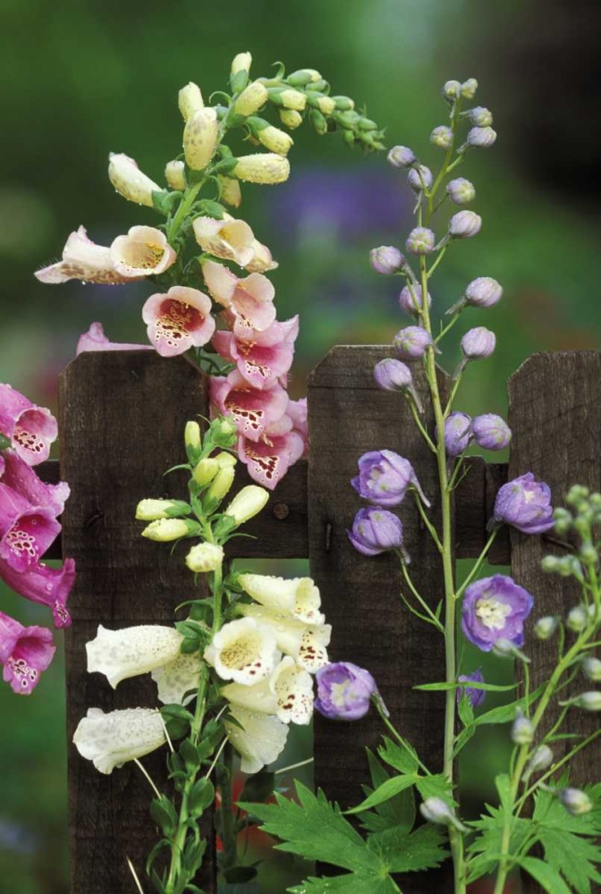 Pennsylvania Foxglove and delphinium on fence art print by Nancy Rotenberg for $57.95 CAD
