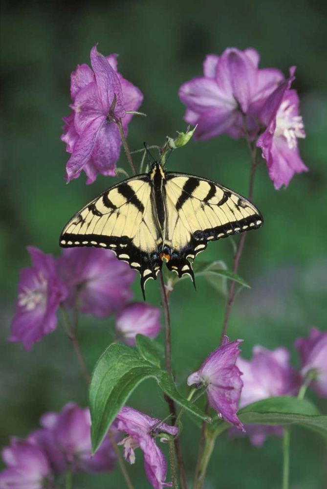 Pennsylvania Tiger swallowtail on flower art print by Nancy Rotenberg for $57.95 CAD