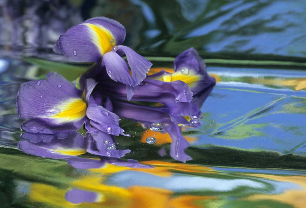 Pennsylvania Iris on mylar reflective surface art print by Nancy Rotenberg for $57.95 CAD