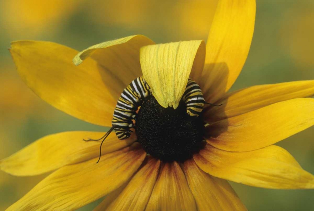 USA, Pennsylvania Monarch caterpillar on daisy art print by Nancy Rotenberg for $57.95 CAD
