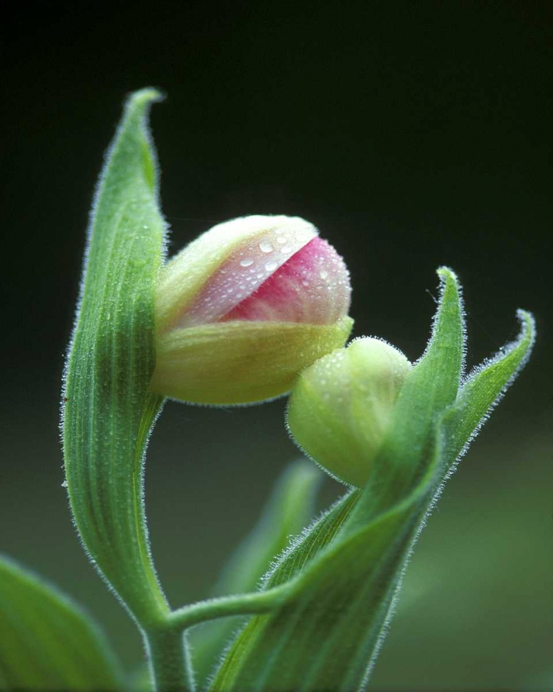 USA, Pennsylvania Close-up of flower bud opening art print by Nancy Rotenberg for $57.95 CAD