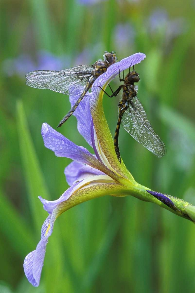 USA, Pennsylvania Two dragonflies on iris flower art print by Nancy Rotenberg for $57.95 CAD