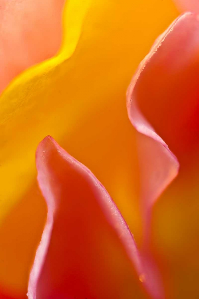 USA, Pennsylvania Close-up of petal abstract art print by Nancy Rotenberg for $57.95 CAD