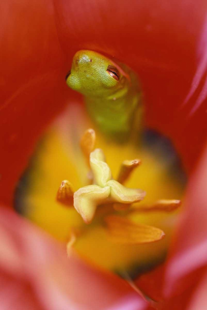 USA, Pennsylvania Frog inside tulip art print by Nancy Rotenberg for $57.95 CAD