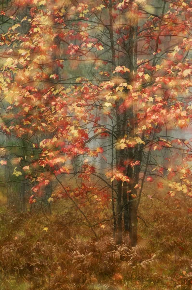 USA, Pennsylvania Sunlight on autumn leaves art print by Nancy Rotenberg for $57.95 CAD