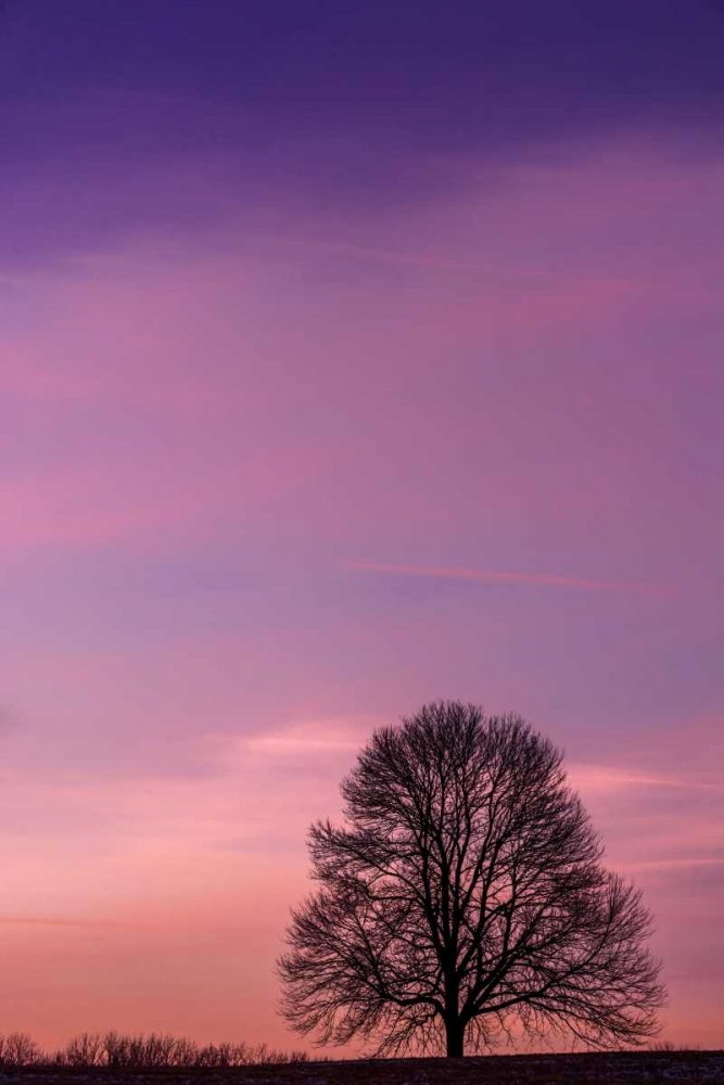 Pennsylvania, King of Prussia Tree at sunrise art print by Jay OBrien for $57.95 CAD