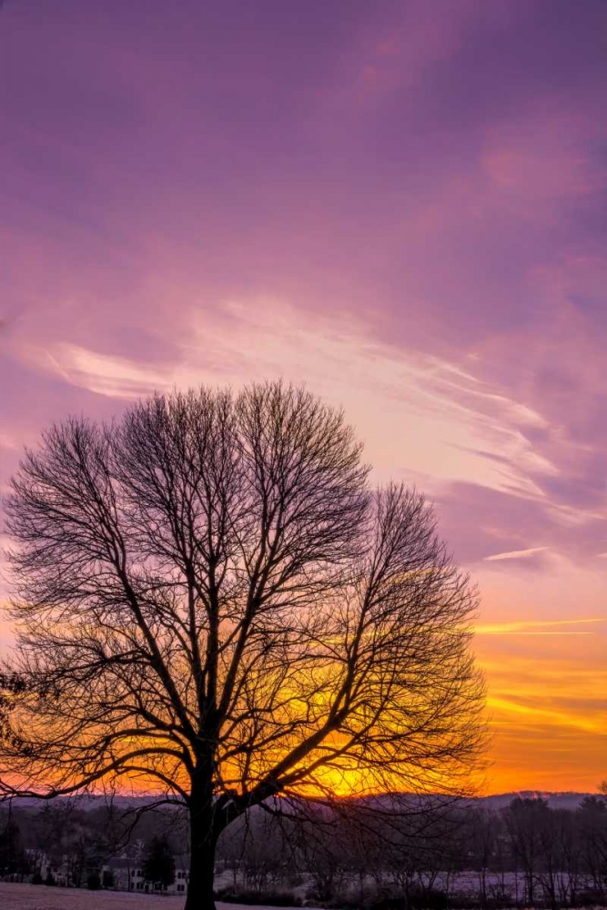 Pennsylvania, King of Prussia Tree at sunrise art print by Jay OBrien for $57.95 CAD