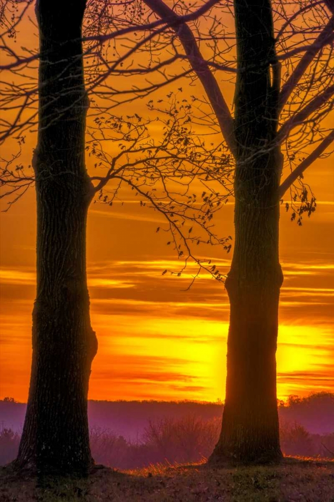Pennsylvania, King of Prussia Tree at sunrise art print by Jay OBrien for $57.95 CAD