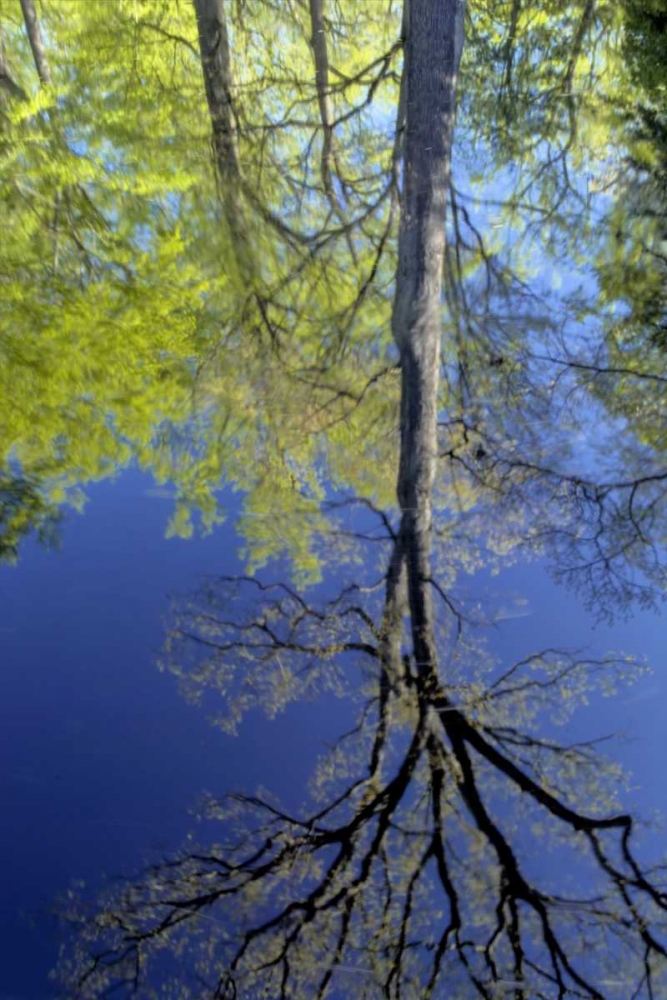 USA, Pennsylvania Tree reflected in pond art print by Jay OBrien for $57.95 CAD