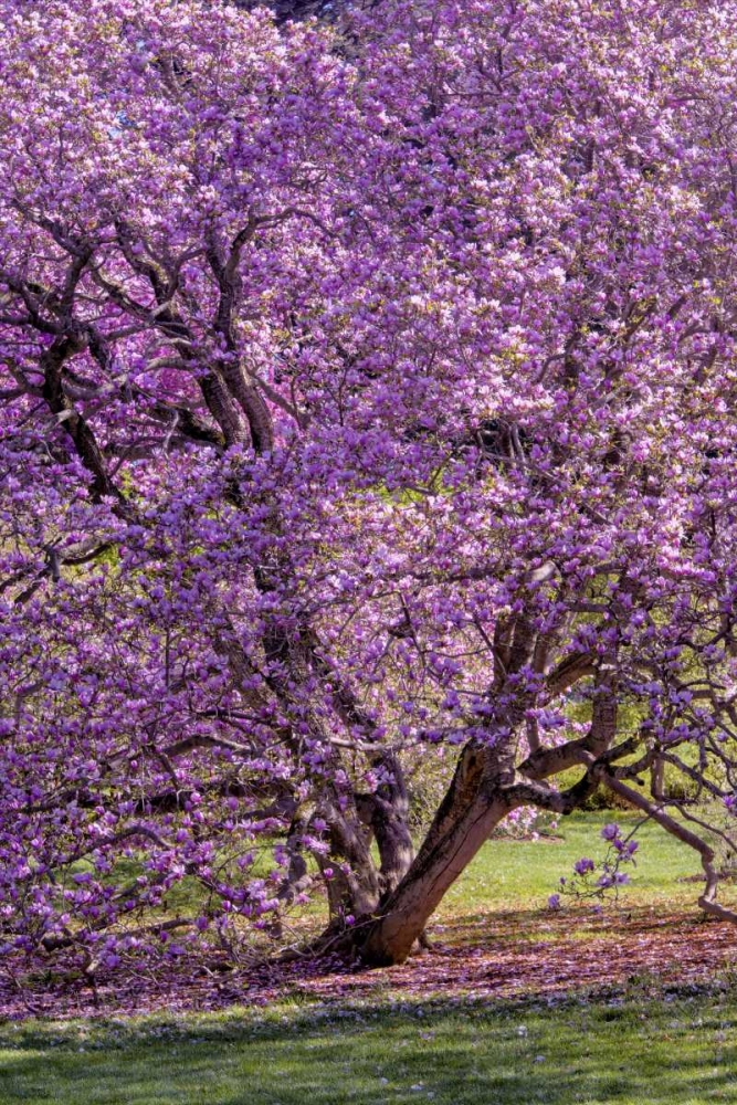 USA, Pennsylvania Tree in bloom art print by Jay OBrien for $57.95 CAD