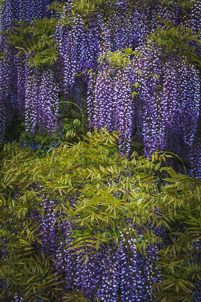 USA, Pennsylvania, Longwood Gardens. Purple flowers hang on wisteria vines. art print by Jaynes Gallery for $57.95 CAD
