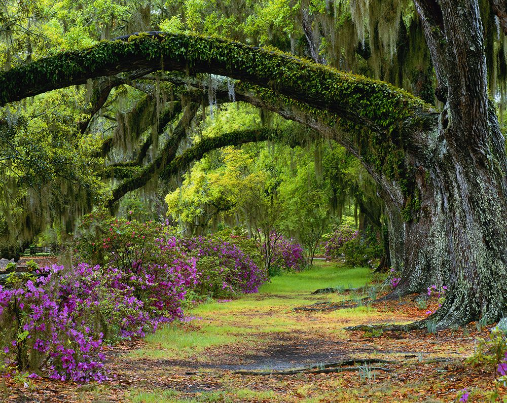 Coast Live Oaks and Azaleas blossom-Magnolia Plantation-Charleston-South Carolina, USA art print by Adam Jones for $57.95 CAD