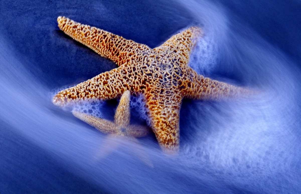 SC, Hilton Head Island Two starfish on beach art print by Charles Needle for $57.95 CAD