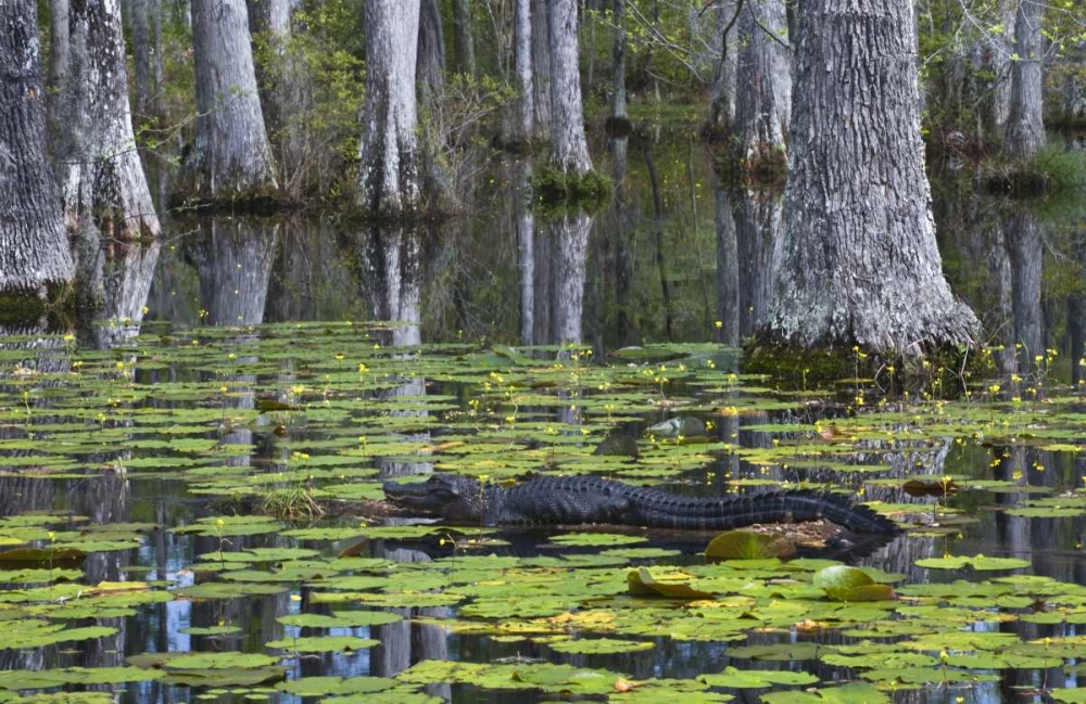 SC Alligator rests on log in swamp art print by Nancy Rotenberg for $57.95 CAD