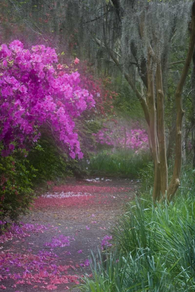 South Carolina Blooming azaleas art print by Nancy Rotenberg for $57.95 CAD