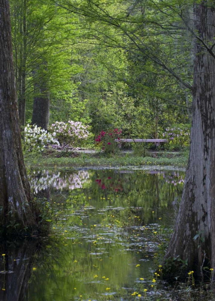 SC Azaleas and trees reflect in swamp water art print by Nancy Rotenberg for $57.95 CAD