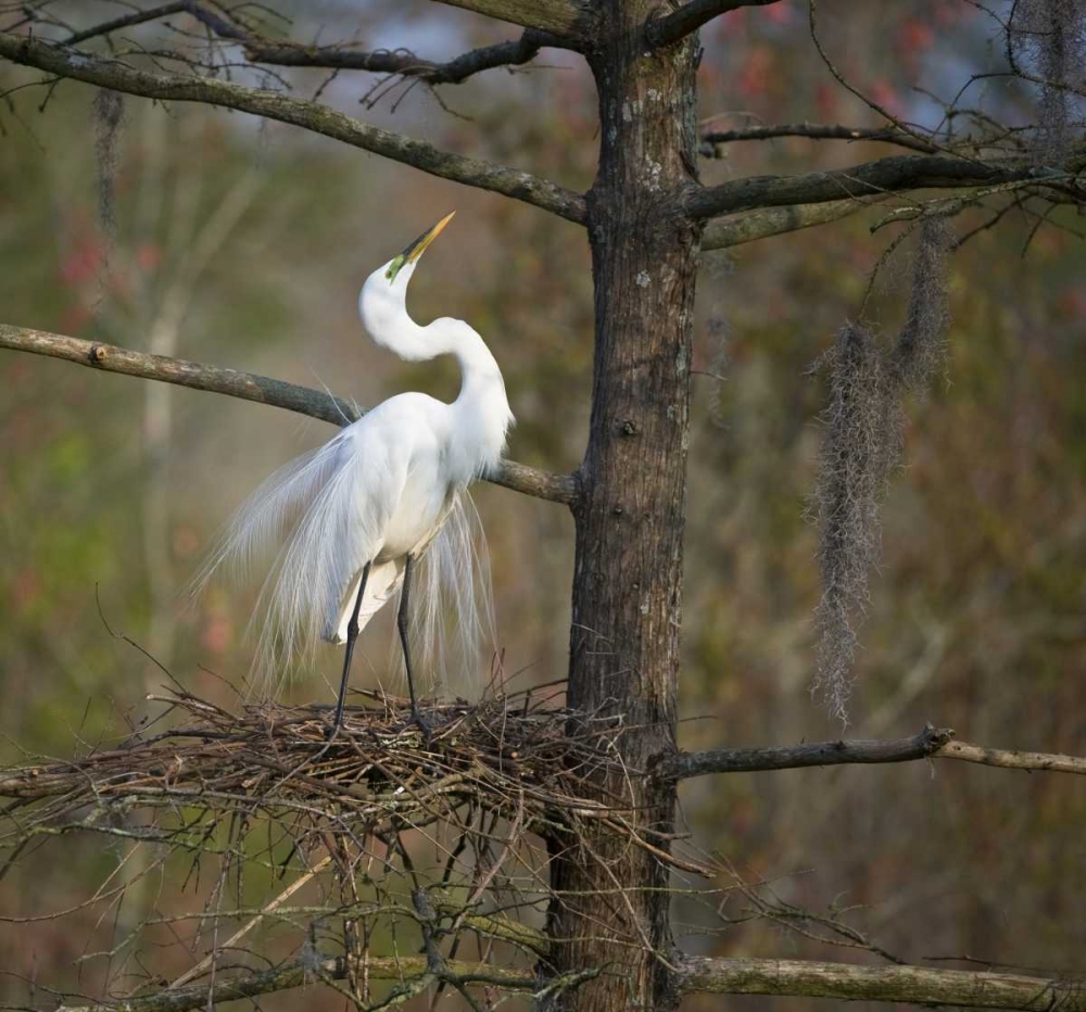 SC, Great egret in breeding plumage at nest art print by Nancy Rotenberg for $57.95 CAD