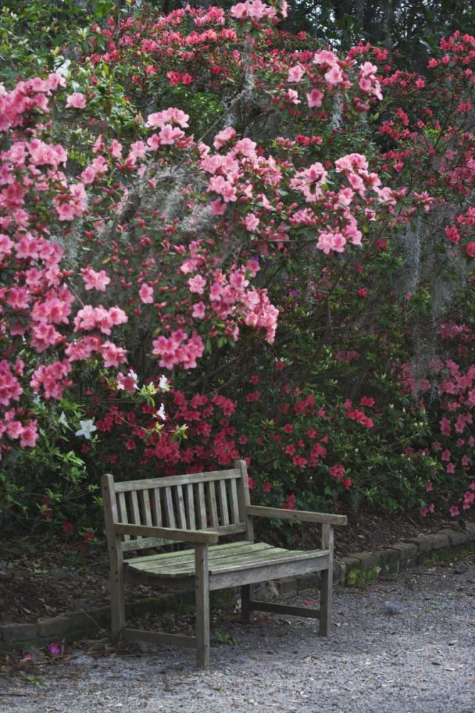 SC, Charleston A weathered bench under azaleas art print by Dennis Flaherty for $57.95 CAD