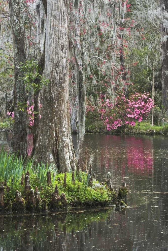 South Carolina, Charleston Moss on cypress trees art print by Dennis Flaherty for $57.95 CAD