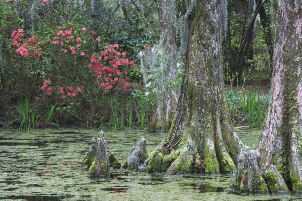 South Carolina, Charleston Trees and pond art print by Dennis Flaherty for $57.95 CAD