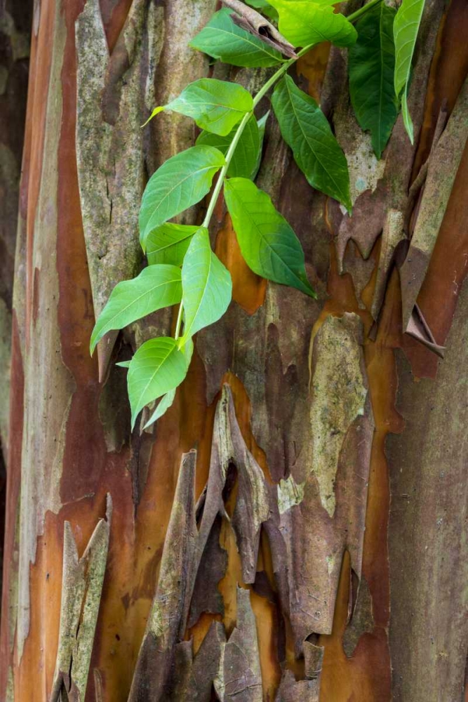 South Carolina, Charleston Crape myrtle bark art print by Don Paulson for $57.95 CAD