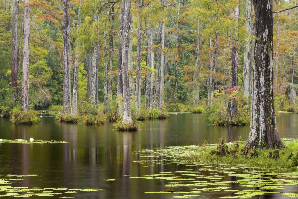 South Carolina Lily pads in cypress swamp art print by Don Paulson for $57.95 CAD