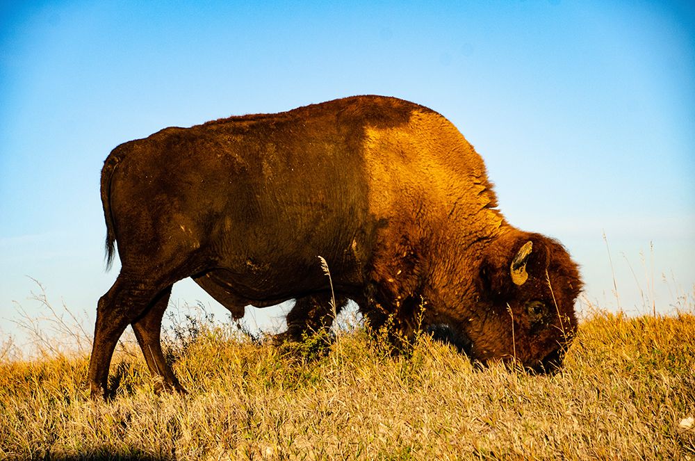 USA, South Dakota, Wall, Badlands National Park, North American Bison art print by Bernard Friel for $57.95 CAD