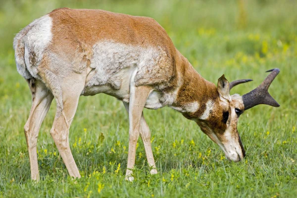 SD, Custer SP Adult male pronghorn grazing art print by Fred Lord for $57.95 CAD