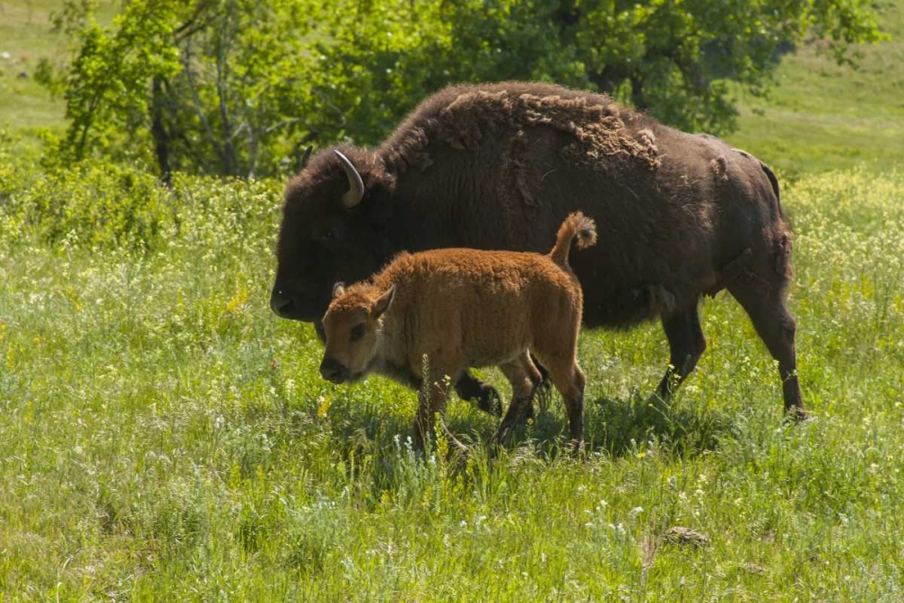 South Dakota, Custer SP Bison mother and calf art print by Cathy and Gordon Illg for $57.95 CAD