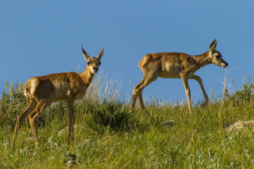 South Dakota Pronghorn fawns in Custer SP art print by Cathy and Gordon Illg for $57.95 CAD