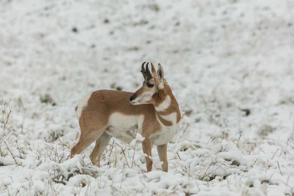 SD, Custer SP pronghorn in snow-covered field art print by Cathy and Gordon Illg for $57.95 CAD
