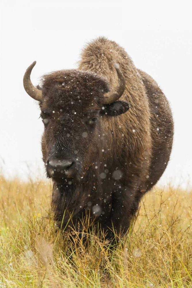 South Dakota, Custer SP Bison and snowflakes art print by Cathy and Gordon Illg for $57.95 CAD