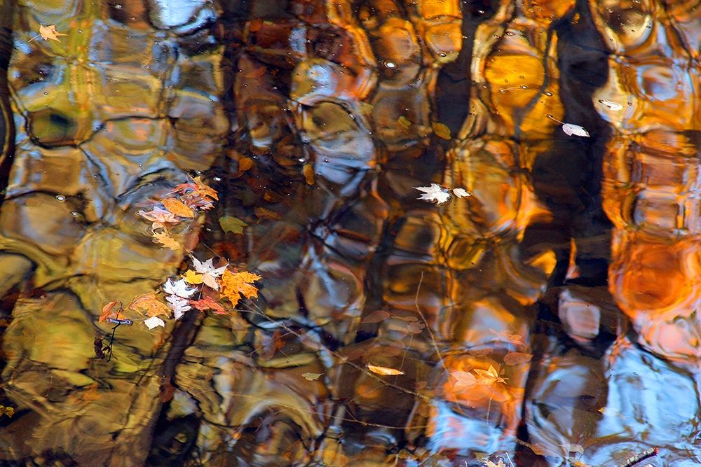 Reflections in Smoky Mountain Creek-Tennessee-USA art print by Anna Miller for $57.95 CAD