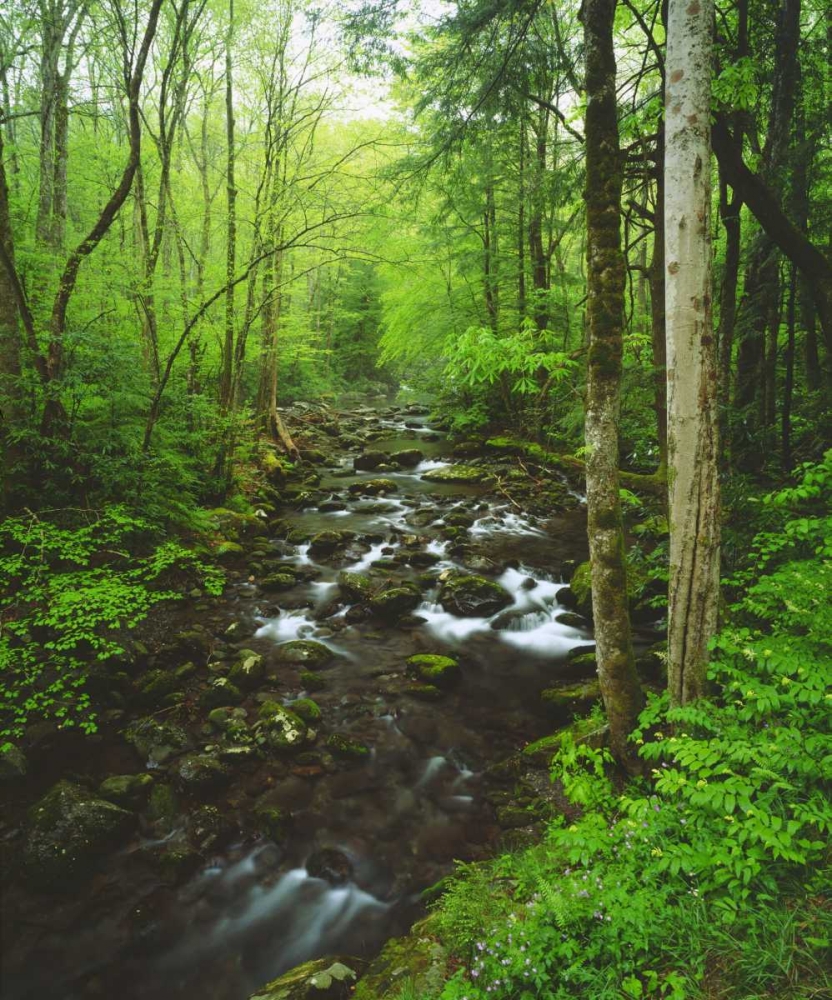 Tennessee, Stream in The Great Smoky Mts art print by Christopher Talbot Frank for $57.95 CAD